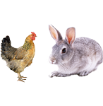 適合鴿子、禽類